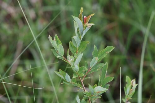 Myrtle-leaved Willow (Salix myrtilloides)