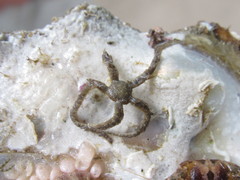 Ophiothrix