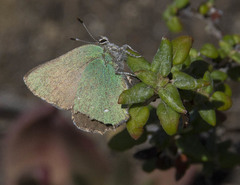 Callophrys dumetorum