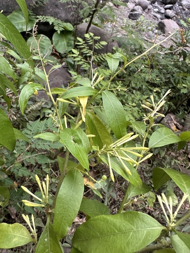 Cestrum nocturnum observed 2025-06-26