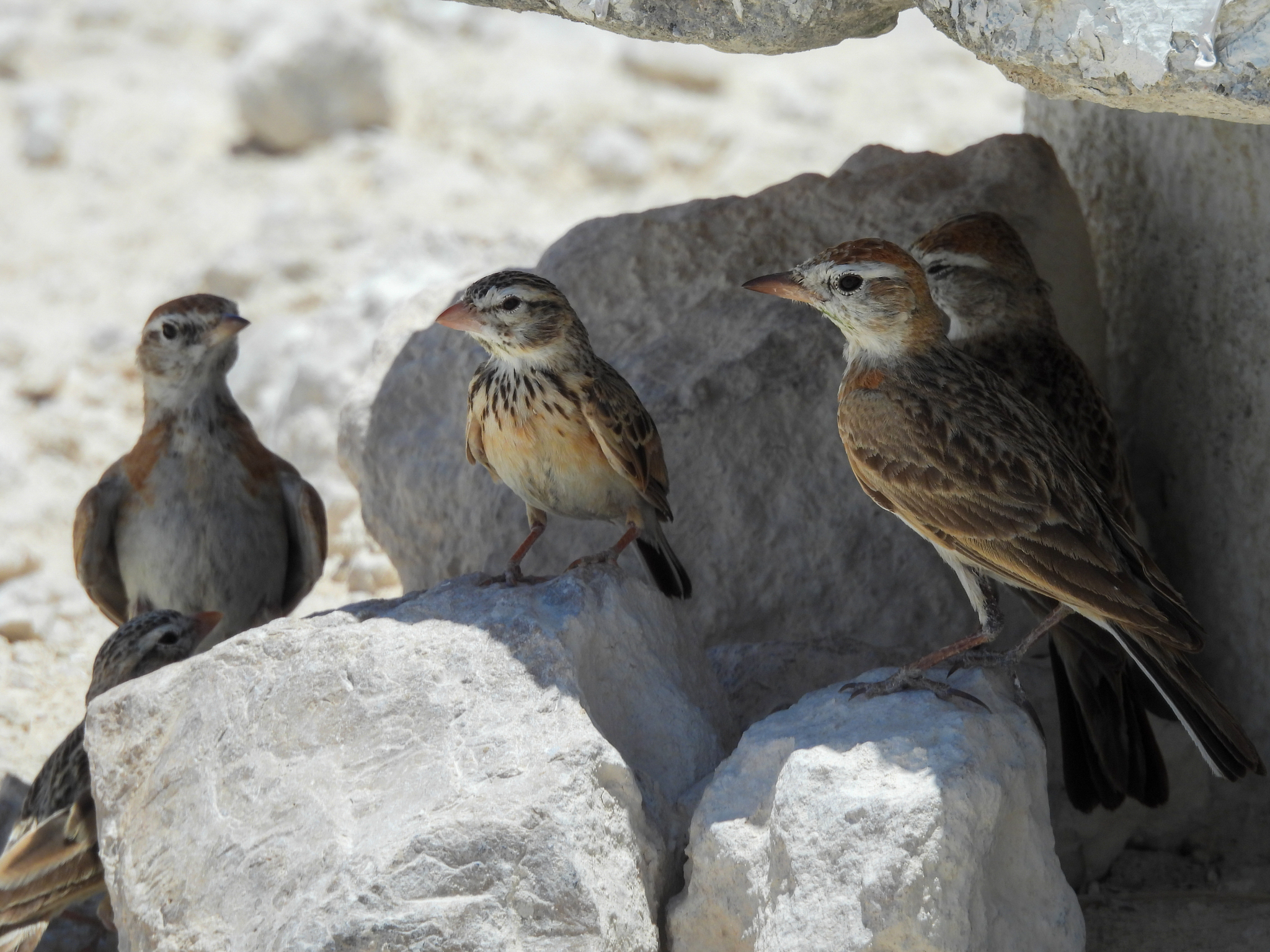 Pink-billed Lark illustration