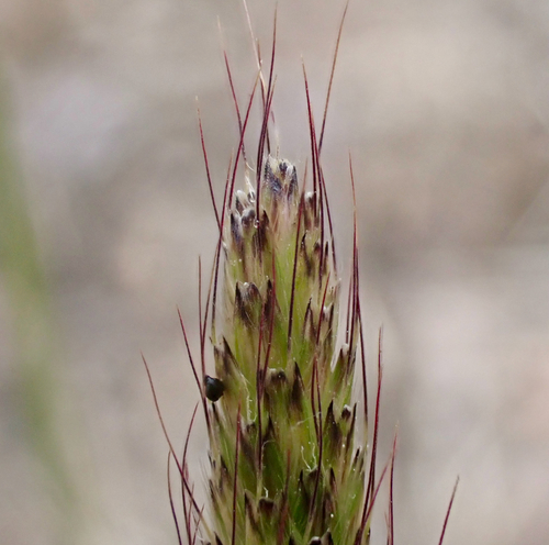 Alopecurus carolinianus iNat (1)