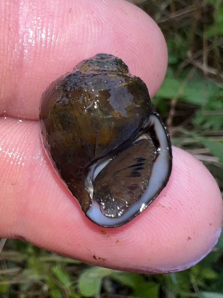 Anthony's Riversnail