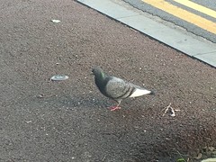 Columba livia domestica