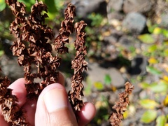 Rumex altissimus