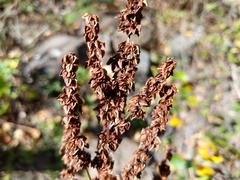 Rumex altissimus