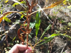 Rumex altissimus