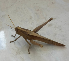 Schistocerca camerata