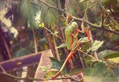 Phyllomedusa distincta