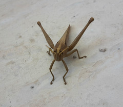 Schistocerca camerata