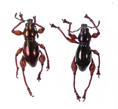 Sphenomorpha spectabilis