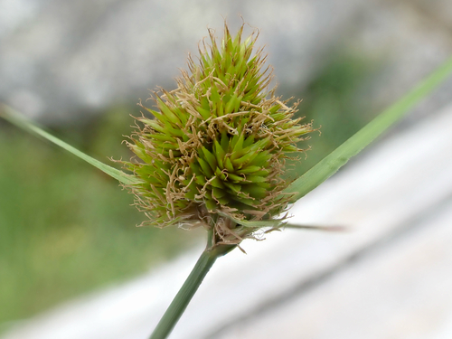 Carex unilateralis iNat (1)