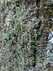 Cladonia cylindrica
