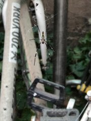 Trichonephila clavata