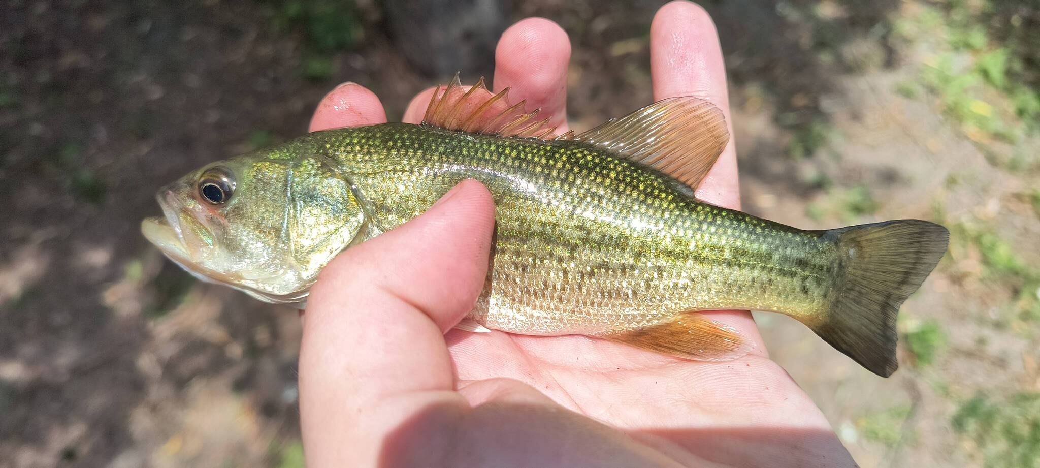 Achigan à Grande Bouche