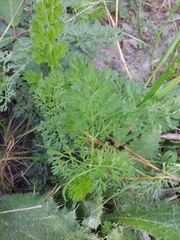 Scandix pecten-veneris