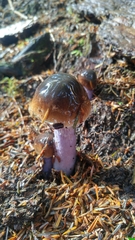 Cortinarius seidliae