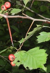 Crataegus