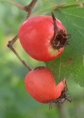 Crataegus