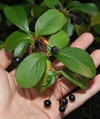 Aronia melanocarpa