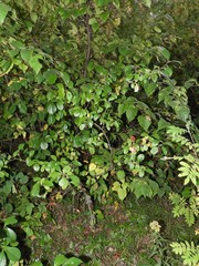 Aronia melanocarpa