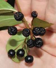 Aronia melanocarpa