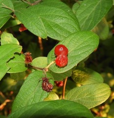 Lonicera
