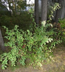 Lonicera