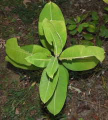Asclepias syriaca