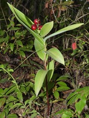 Maianthemum stellatum