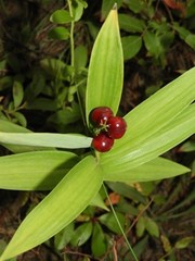 Maianthemum stellatum