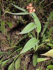 Maianthemum stellatum