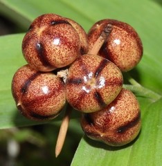 Maianthemum stellatum