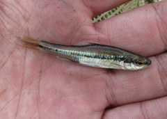 Notropis chalybaeus