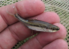 Notropis chalybaeus