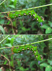 Procitheronia fenestrata