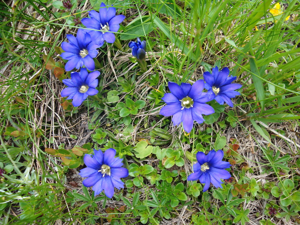 Genciana de los Pirineos