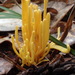 Clavariaceae - Photo (c) John C., osa oikeuksista pidätetään (CC BY-NC), uploaded by John C.