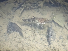 Odontobutis potamophilus