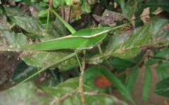 Prionolopha serrata