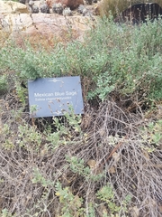 Salvia chamaedryoides