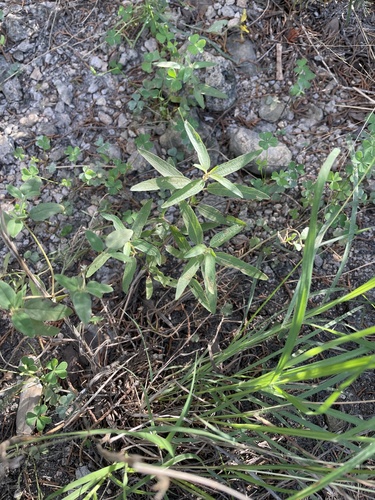 Acalypha monococca, photograph 5