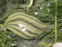 Whitmania pigra