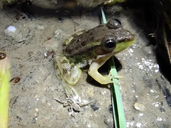 Pelophylax plancyi