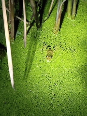 Pelophylax plancyi