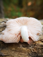 Pluteus tomentosulus