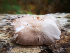 Pluteus tomentosulus