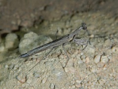 Litaneutria pacifica