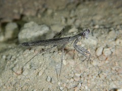 Litaneutria pacifica