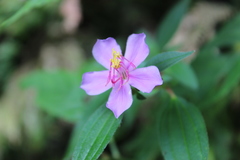 Chaetogastra scabriuscula